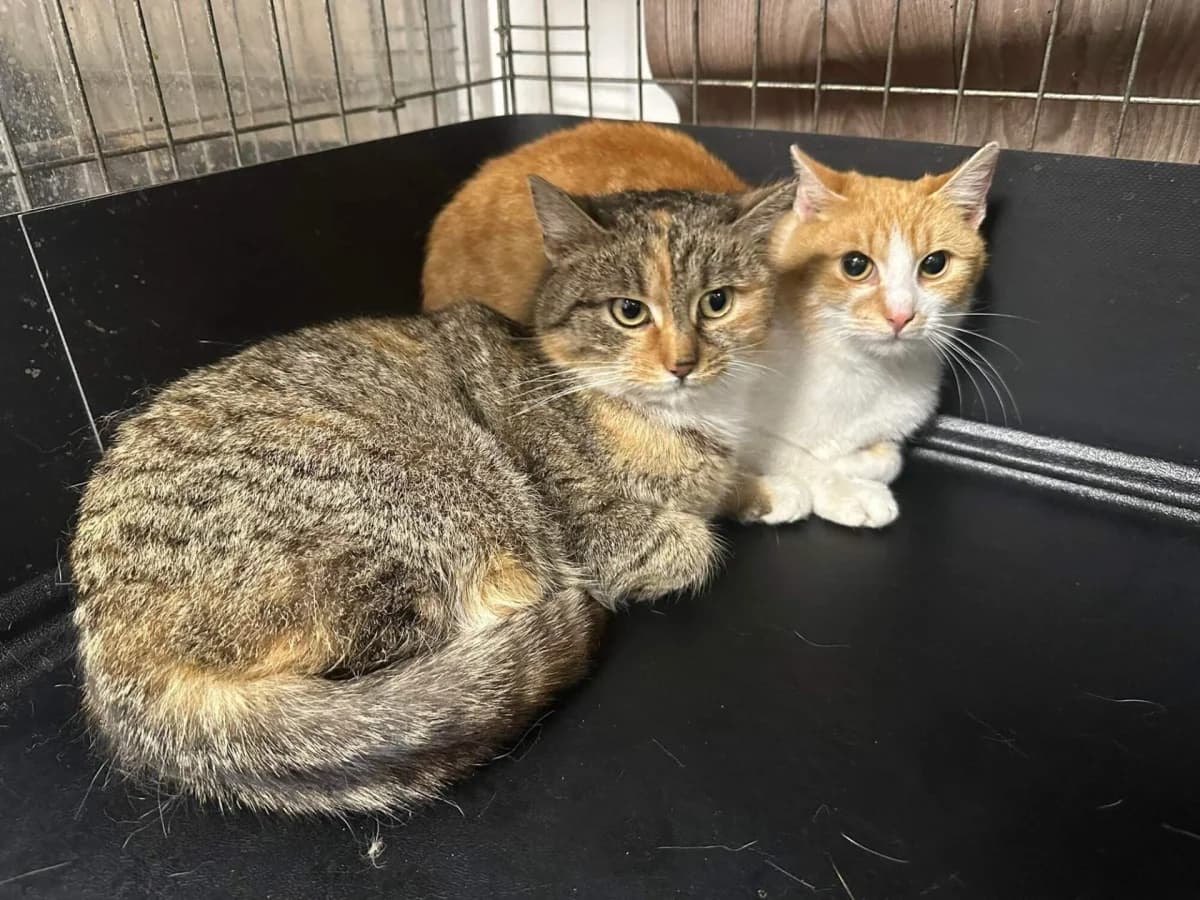 Sayaka, female 3yo Mixed Breed for adoption at Felisicat