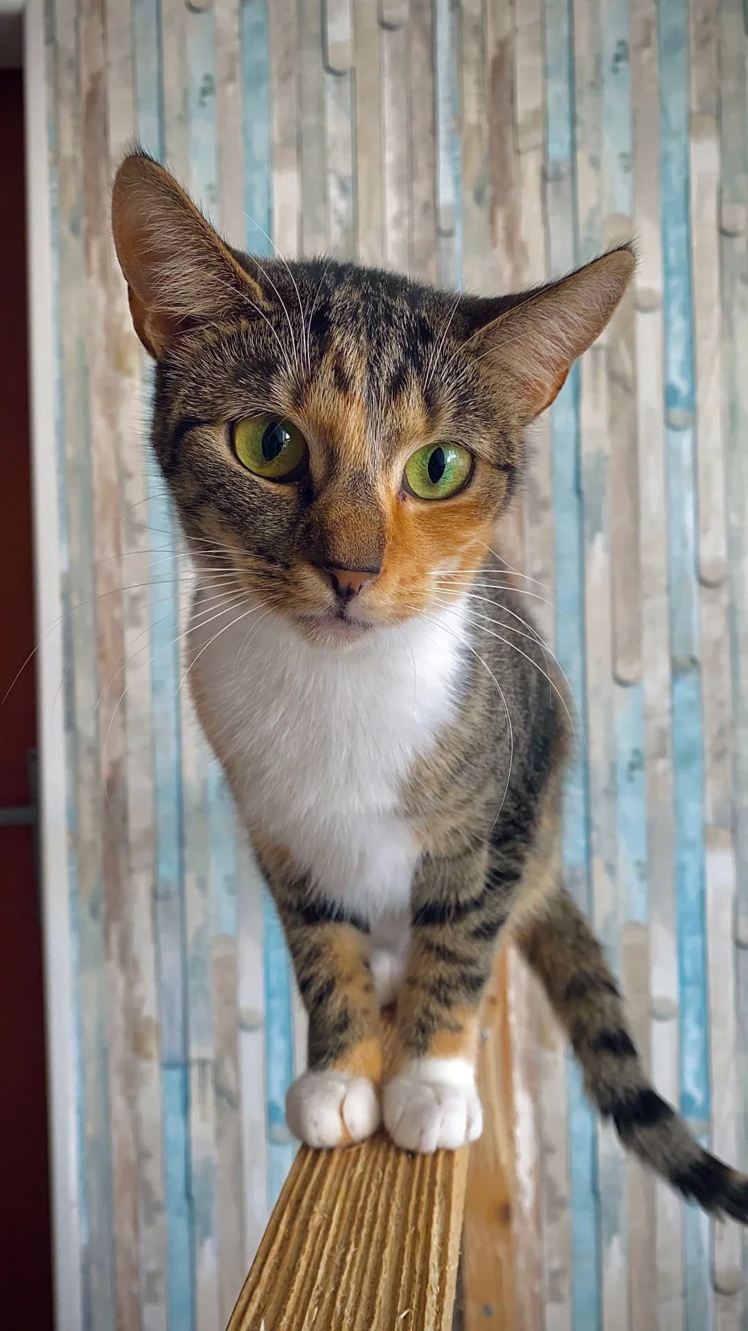 Silverinka, female Mixed Breed for adoption at Felisicat