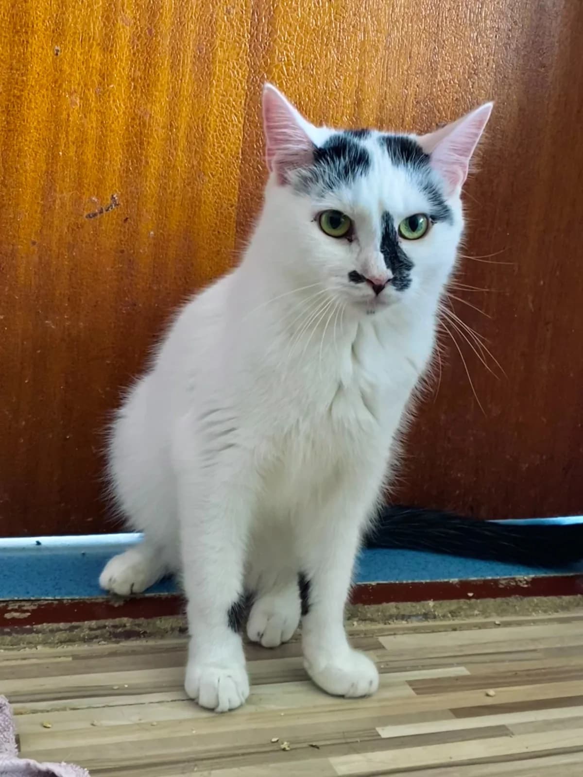 Sobík, male Mixed Breed for adoption at Felisicat