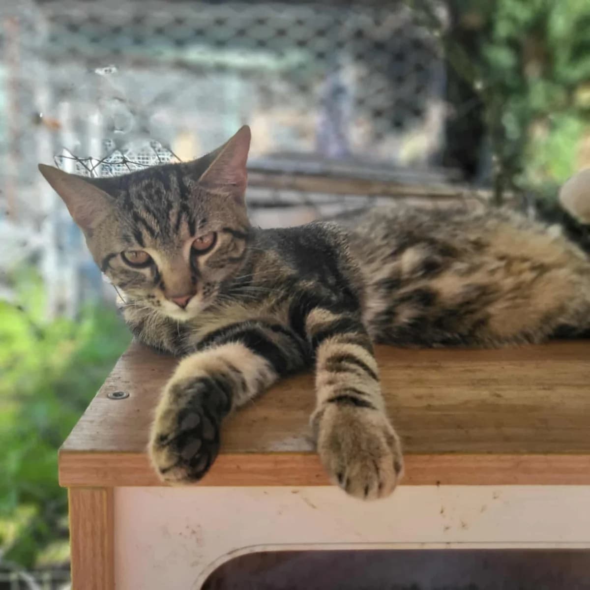 Tarik, male young Mixed Breed for adoption at Felisicat