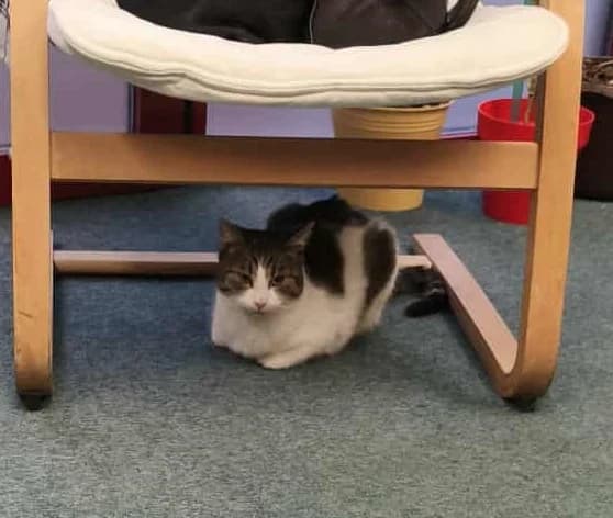 Vesa, female Mixed Breed for adoption at Felisicat