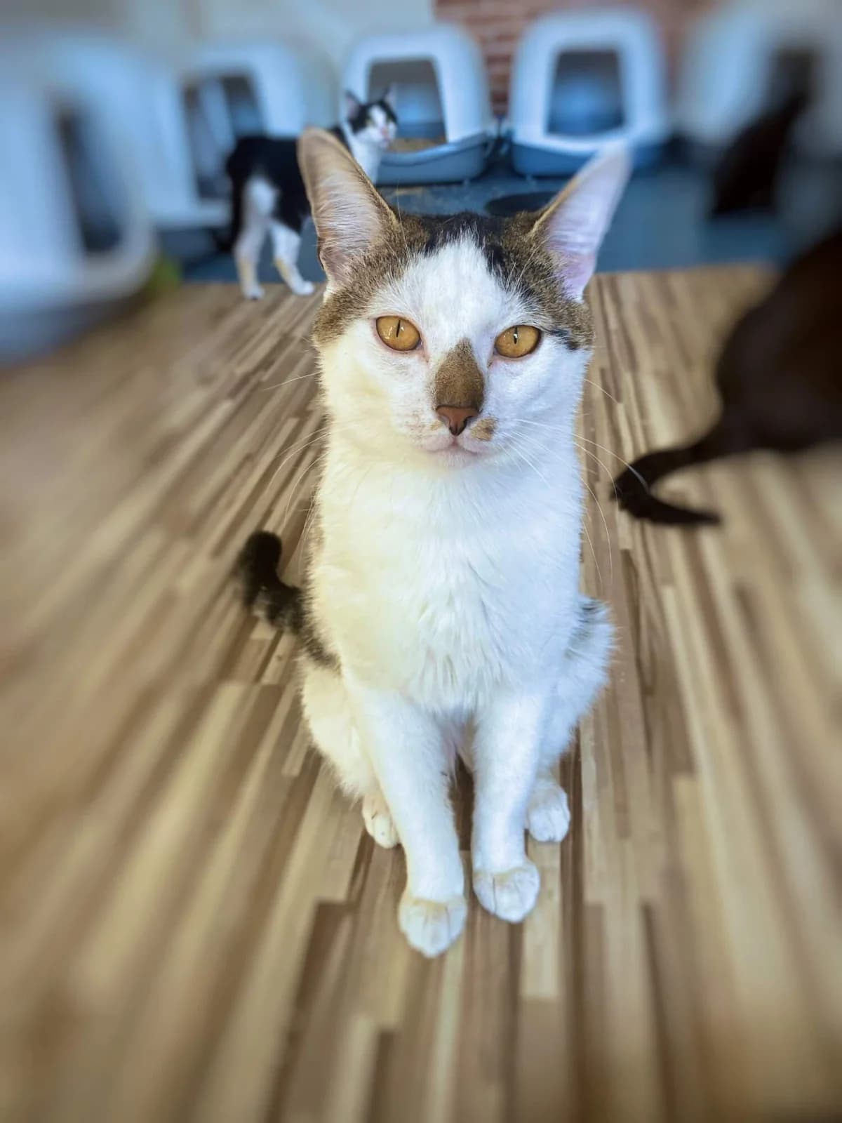 Vláďa, male 3yo Mixed Breed for adoption at Felisicat