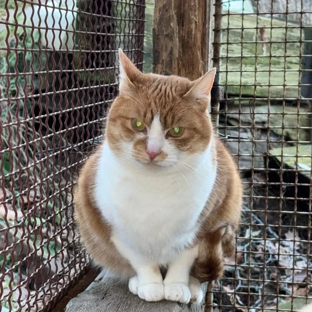 Waitee, female Mixed Breed for adoption at Felisicat
