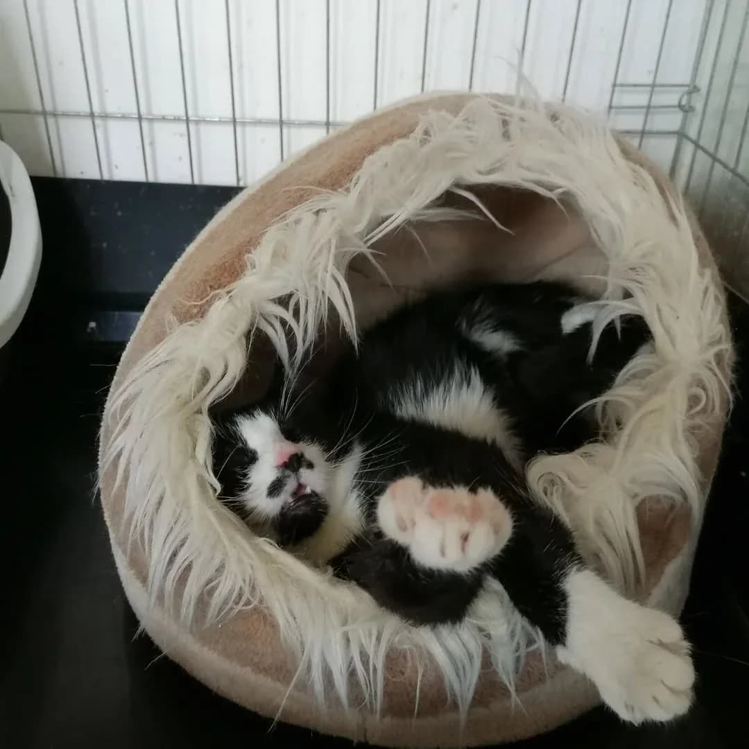 Yoshi, male Mixed Breed for adoption at Felisicat