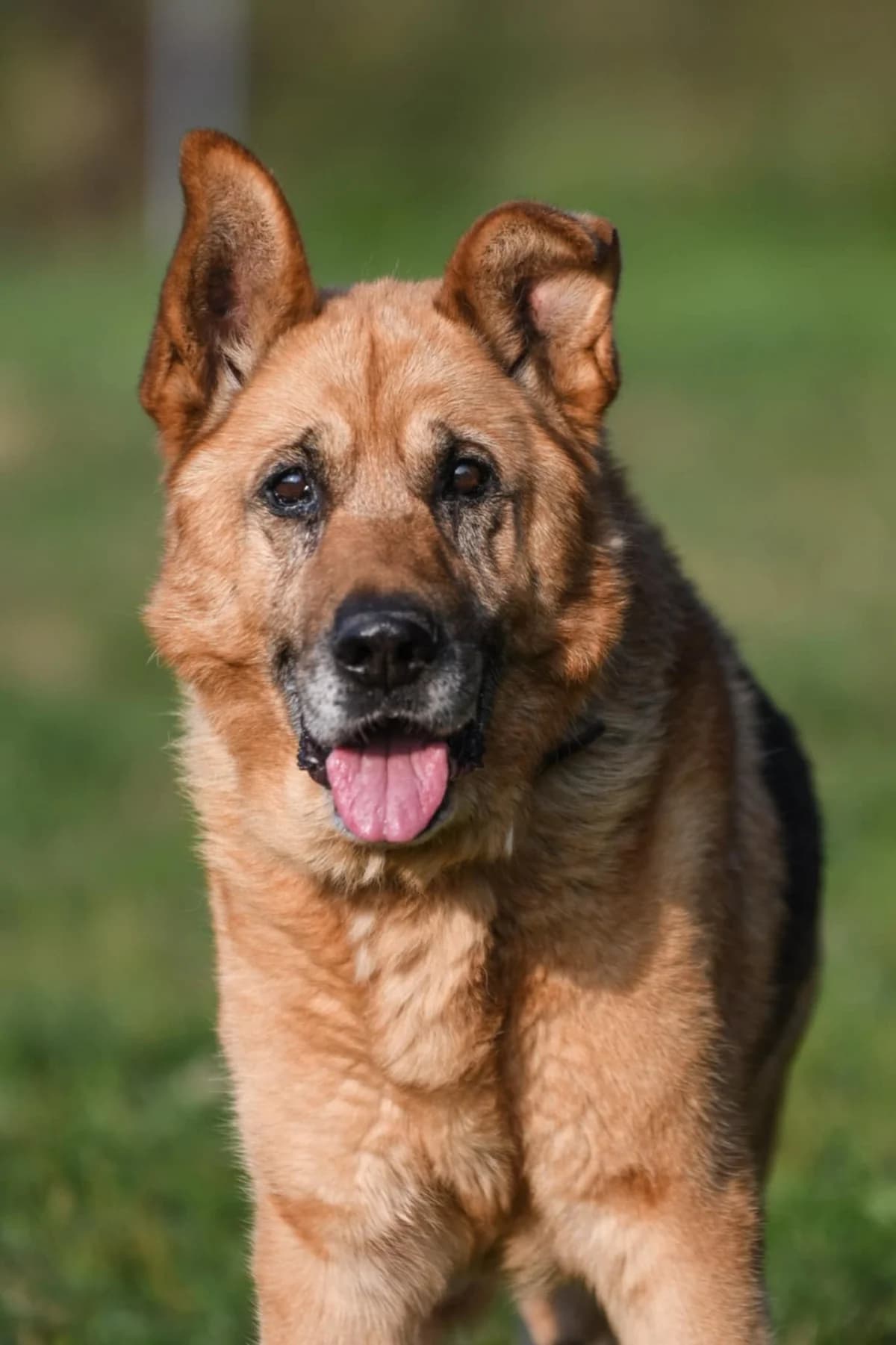 Áďa, male senior mixed breed for adoption at ForDogs z.s.