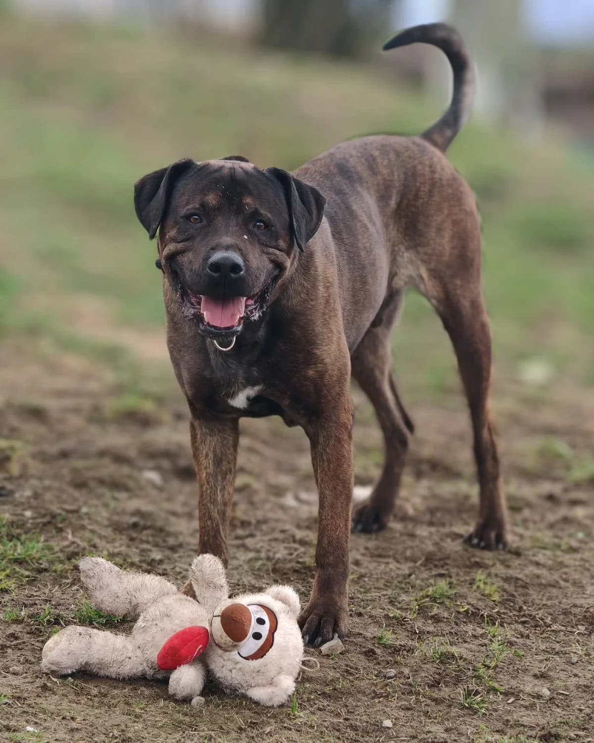 Apollo, male senior Cane Corso for adoption at ForDogs z.s.