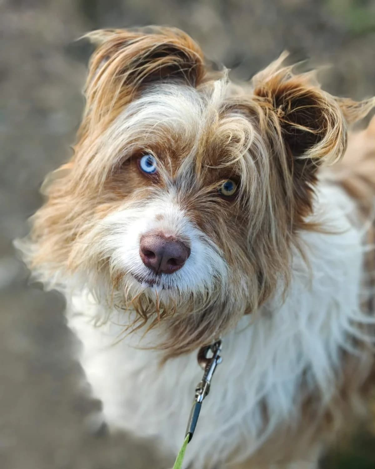 Blue, male 4yo mixed breed for adoption at ForDogs z.s.