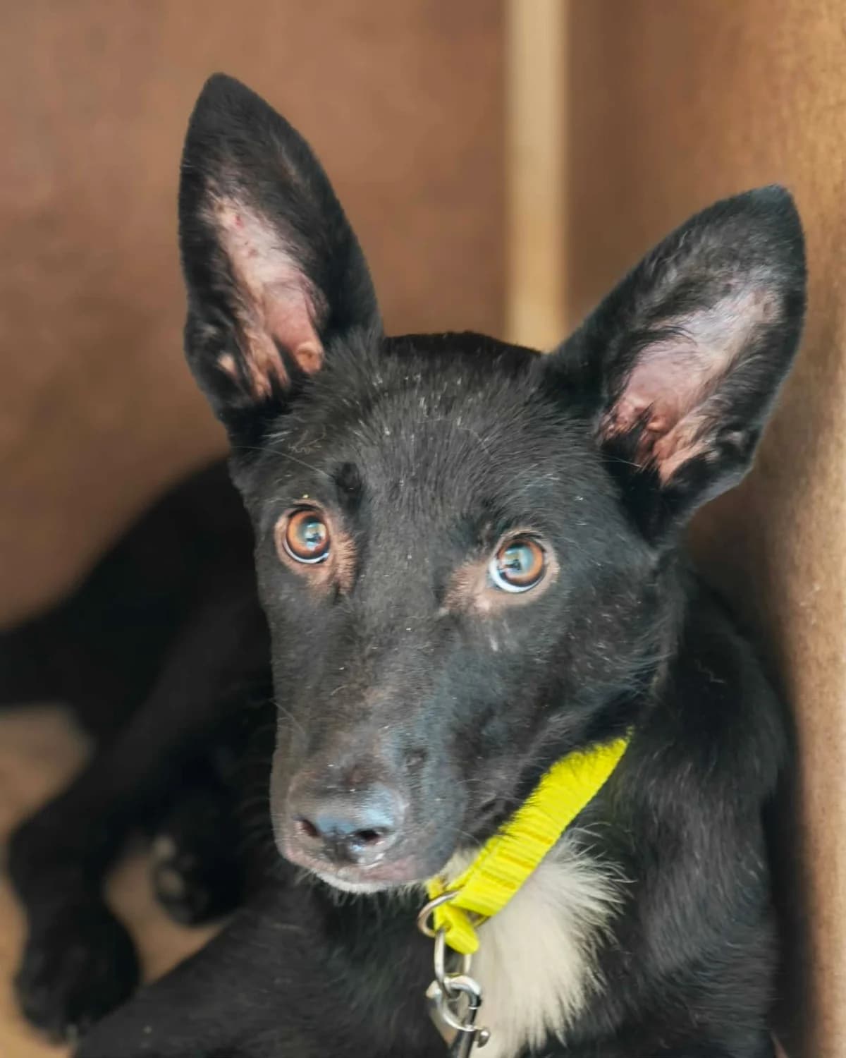 Bonifác,  puppy mixed breed for adoption at ForDogs z.s.