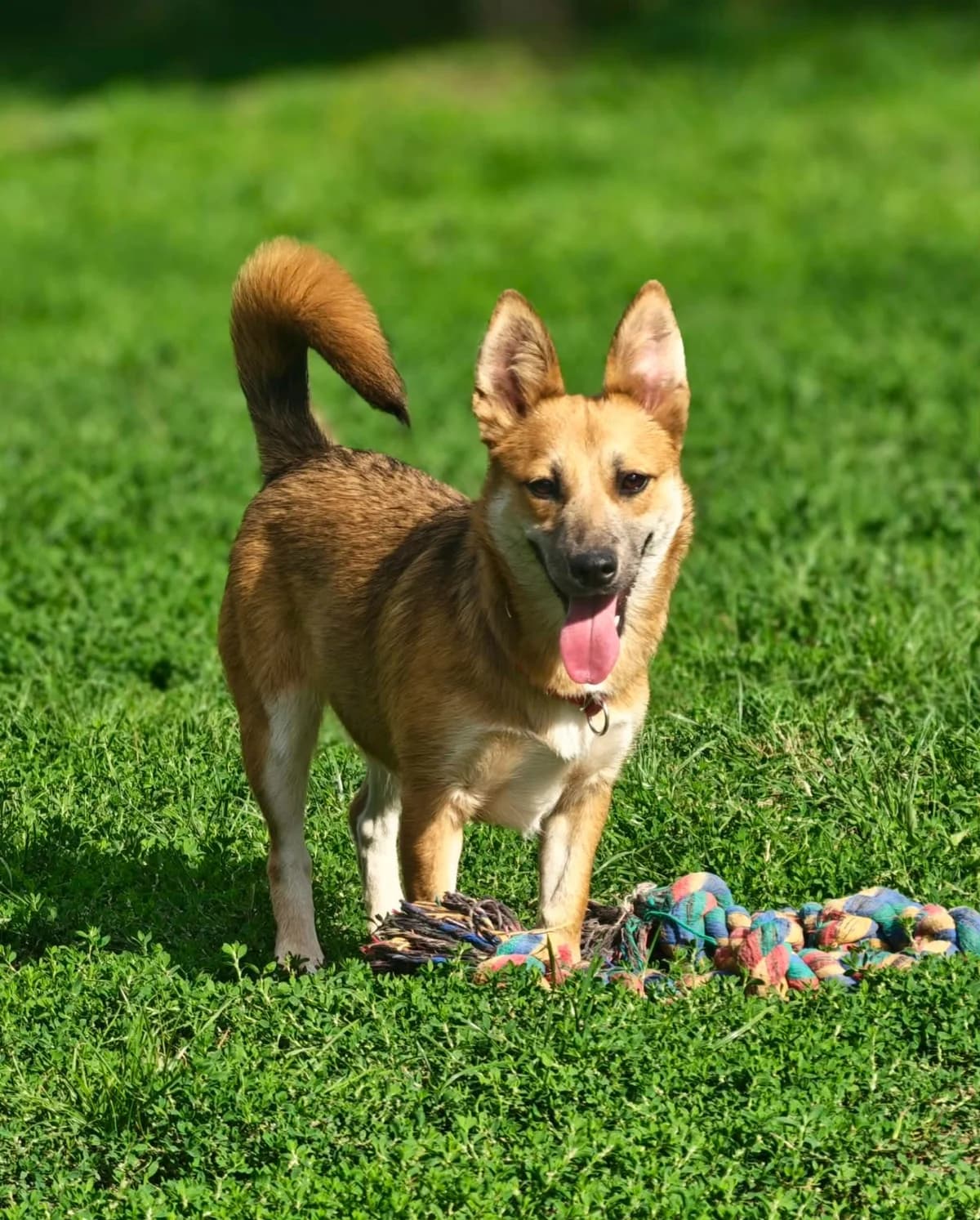 Bubi, female puppy mixed breed for adoption at ForDogs z.s.