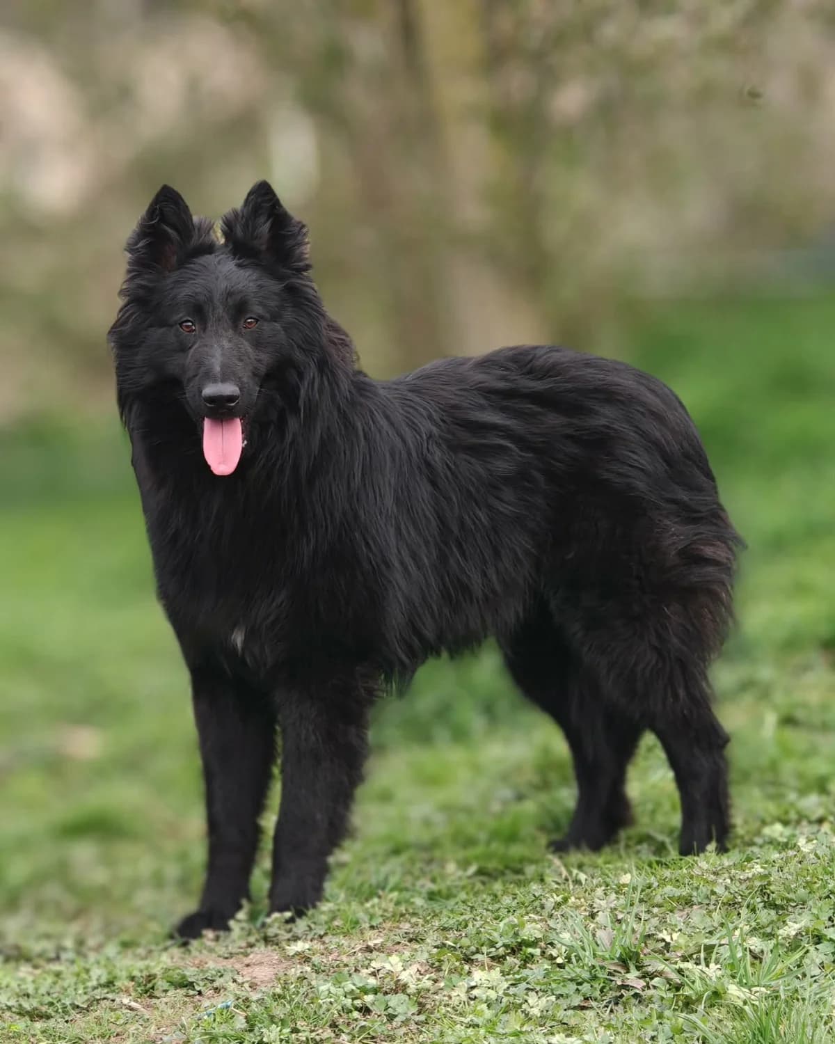 Devil, male young Mixed Breed for adoption at ForDogs z.s.