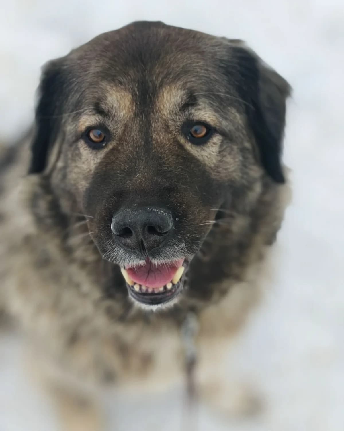 Iris, female senior mixed breed for adoption at ForDogs z.s.