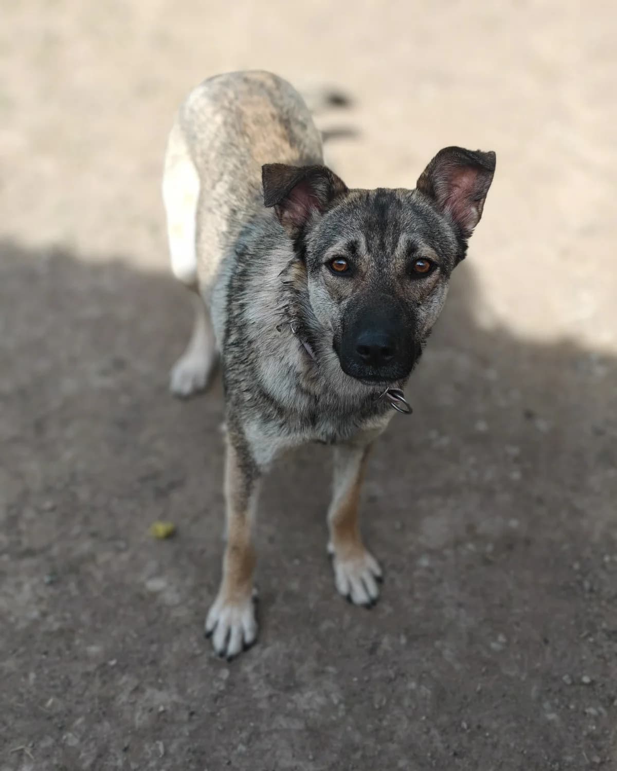 Jasmínka, female young mixed breed for adoption at ForDogs z.s.