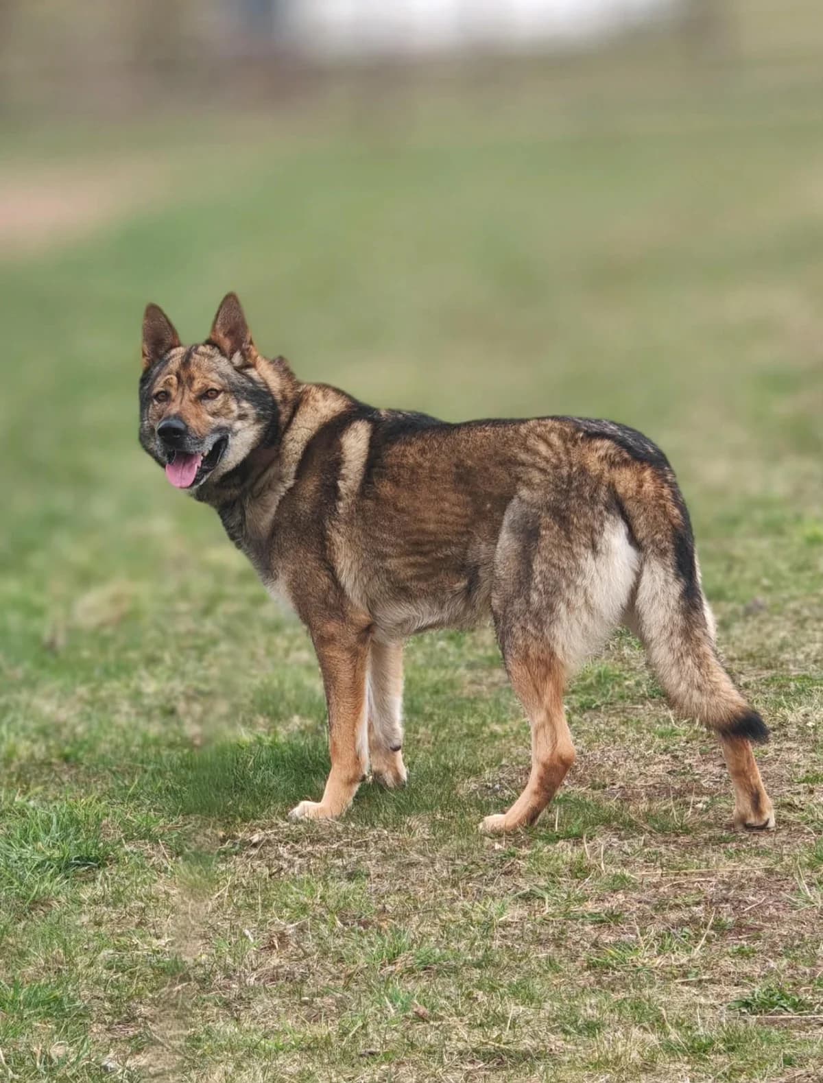 Lerry, male 4yo mixed breed for adoption at ForDogs z.s.