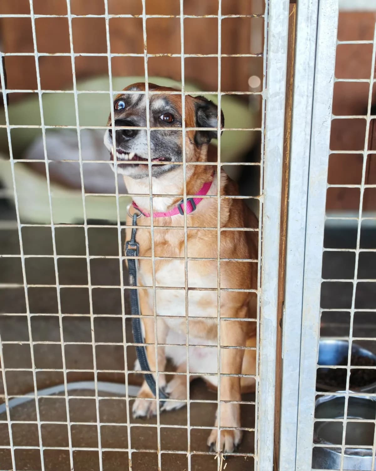 Lexi, female 4yo mixed breed for adoption at ForDogs z.s.