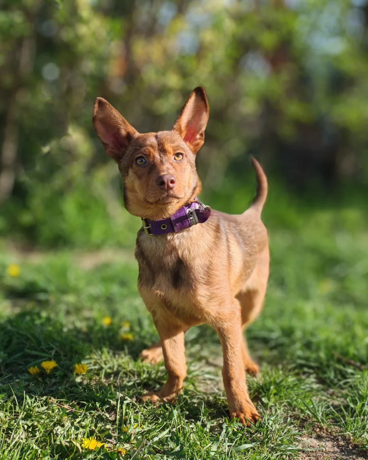 Lotka, female puppy mixed breed for adoption at ForDogs z.s.