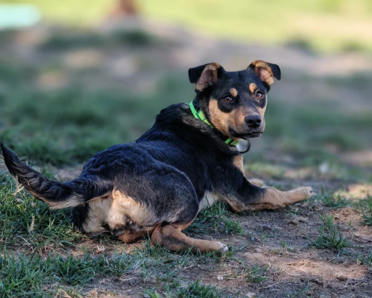 Luisa, female puppy mixed breed for adoption at ForDogs z.s.