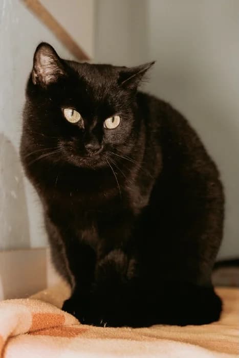 Brandy, female Mixed Breed for adoption at Fousek z.s.