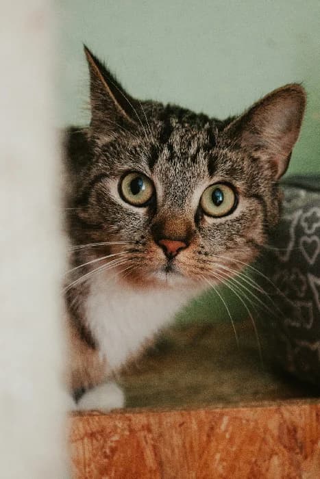 Ezra, female Mixed Breed for adoption at Fousek z.s.