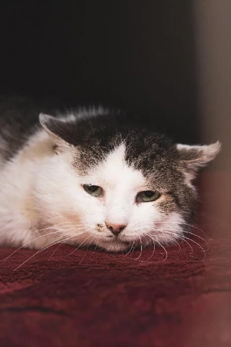 Oldie, male Mixed Breed for adoption at Fousek z.s.