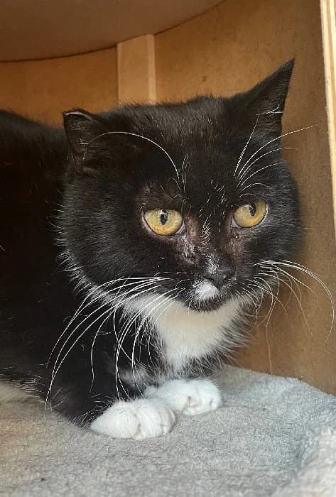 Pietra, female Mixed Breed for adoption at Fousek z.s.