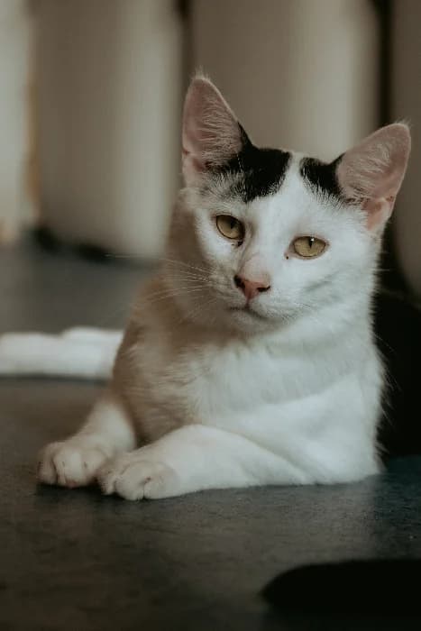 Stewie, male Mixed Breed for adoption at Fousek z.s.