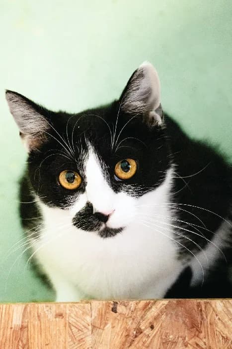 Taco, male Mixed Breed for adoption at Fousek z.s.
