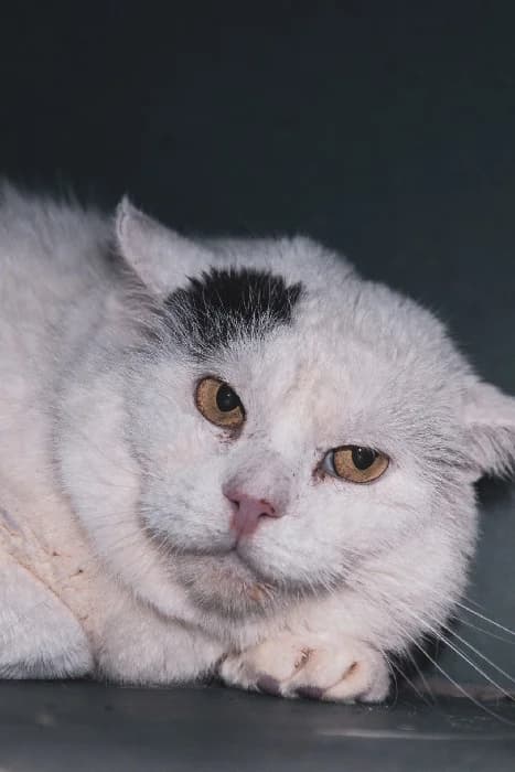 Valdar, male Mixed Breed for adoption at Fousek z.s.