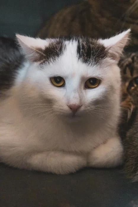 Zephyr, male Mixed Breed for adoption at Fousek z.s.
