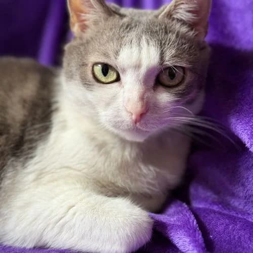 Sofie, Bílomour female senior mixed breed for adoption at Fousky z.s.