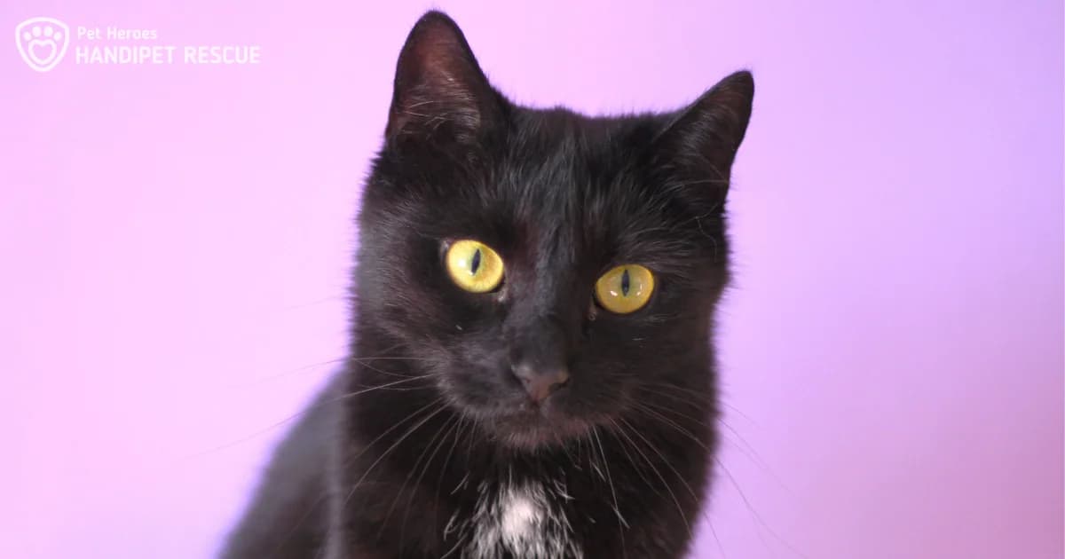 Arwen, female Mixed Breed for adoption at Handipet Rescue, 264 01 Vysoký Chlumec-Sedlčany