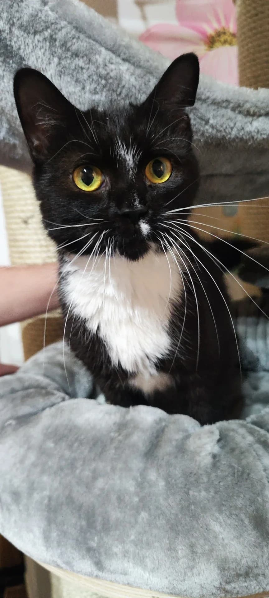 Luciferek, male Mixed Breed for adoption at Hoštecké kočky, z.s.