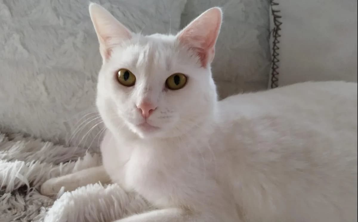 Archiv,  Mixed Breed for adoption at Hoštecké kočky z.s.