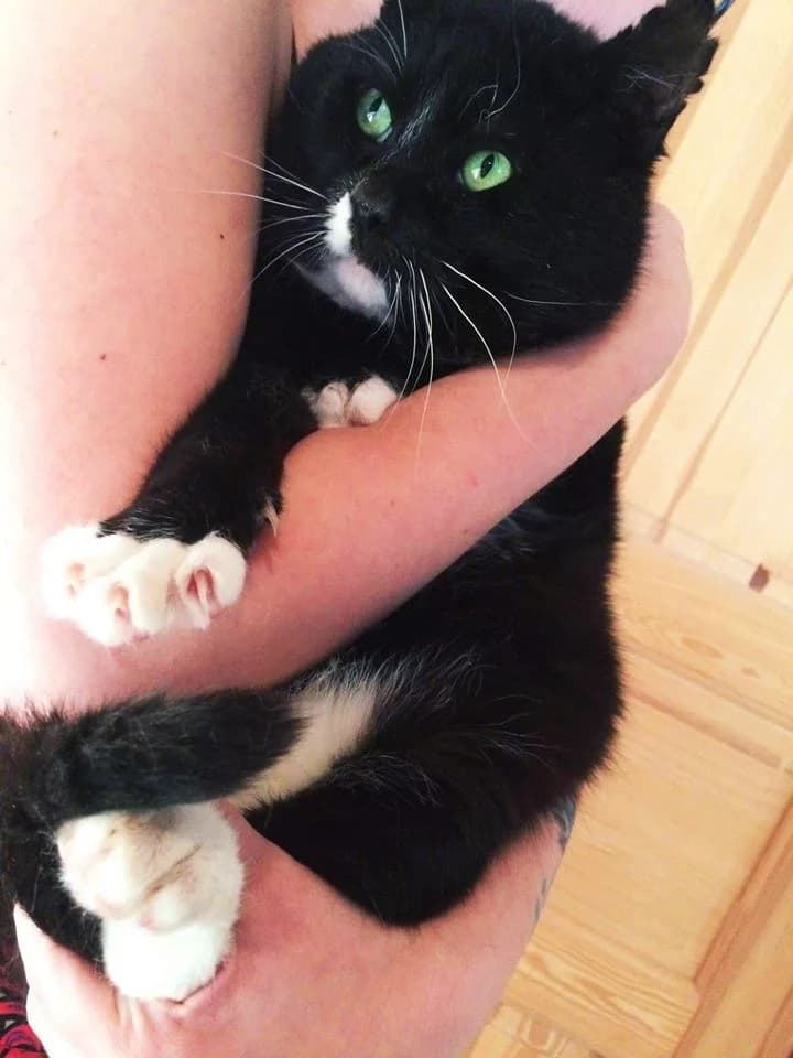 Nemo,  Mixed Breed for adoption at Hoštecké kočky z.s.