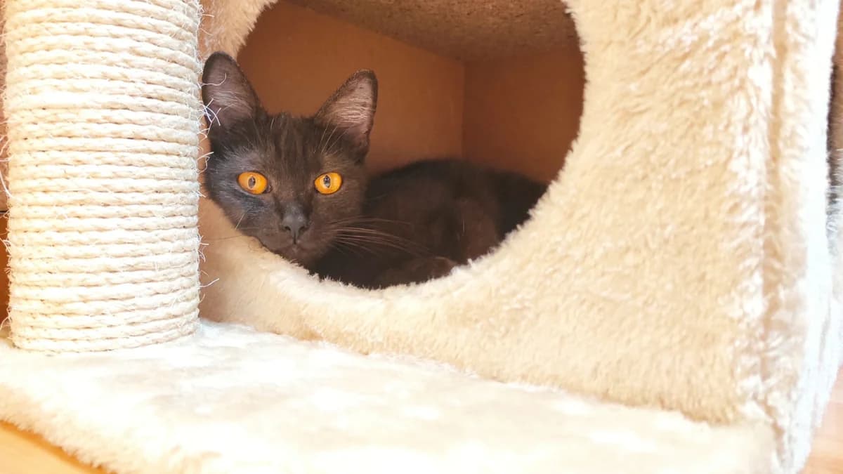 PŘÍPAD KOČIČKY TUTU, female Mixed Breed for adoption at Hoštecké kočky z.s.