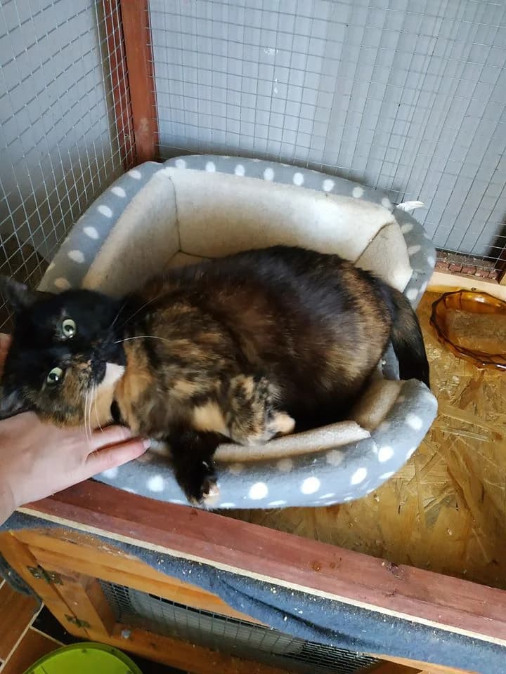 Verunka, female Mixed Breed for adoption at Hoštecké kočky z.s.