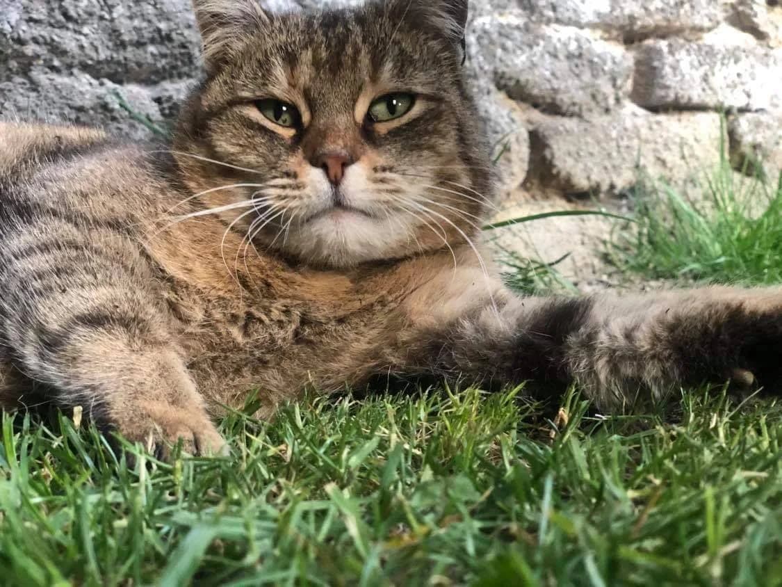 Vilík,  Mixed Breed for adoption at Hoštecké kočky z.s.