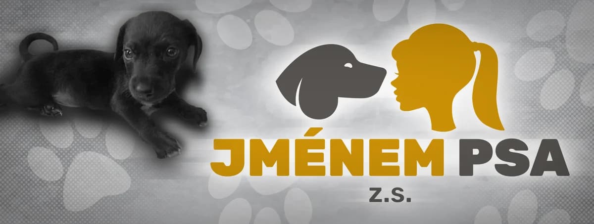 SHAGYM, male Mixed Breed for adoption at Jménem psa z.s.