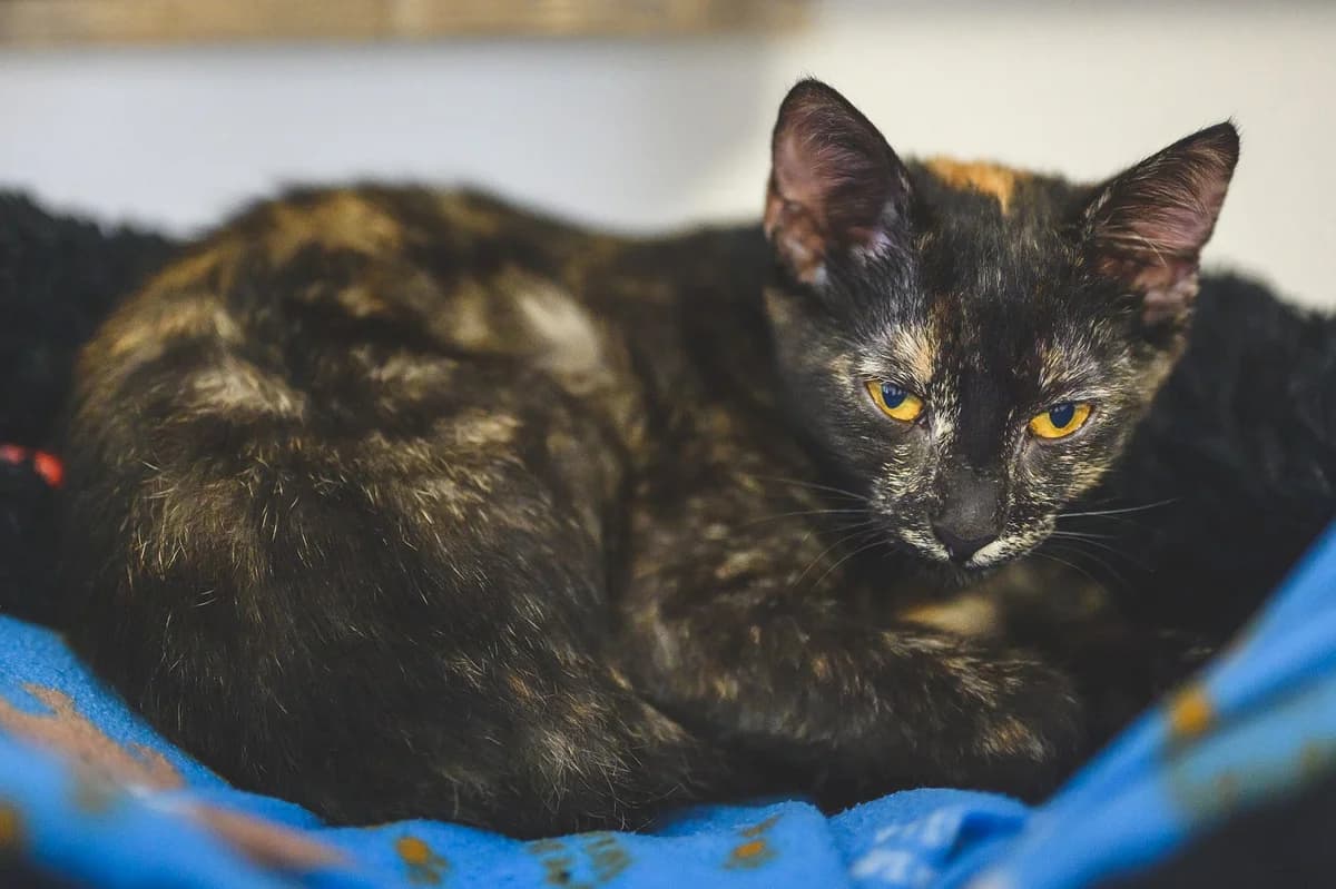 kocicinadeje.cz,  Mixed Breed for adoption at Kočičí naděje