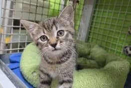 Elonek, Mixed Breed (Kočičí domov Sluníčko)