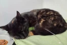 Jahoda,  3yo Mixed Breed for adoption at Kočičí domov Sluníčko, Czech Republic