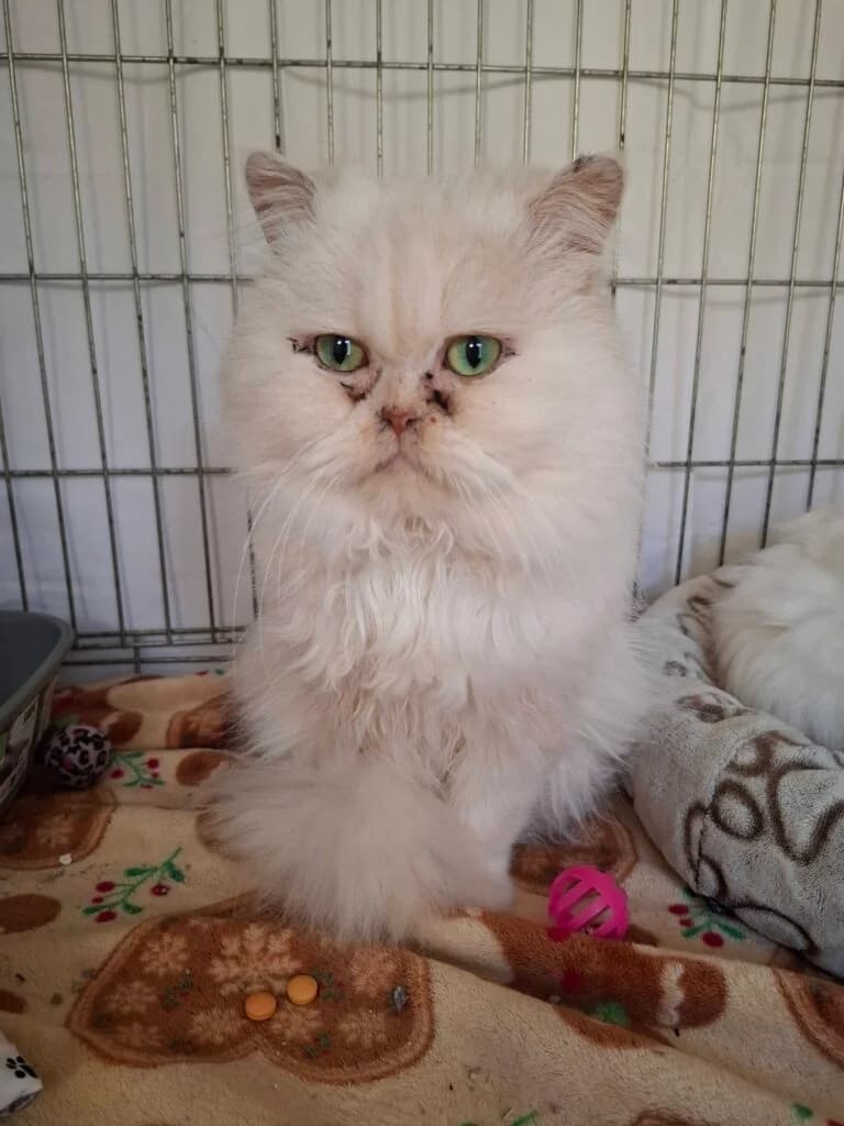 Marlinek,  senior Mixed Breed for adoption at Kočky u Katky
