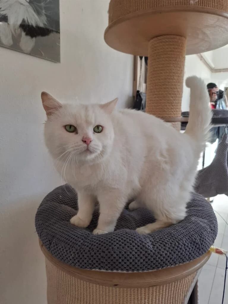 Perun, female 4yo Mixed Breed for adoption at Kočky u Katky, z.s., 691 10 Kobylí