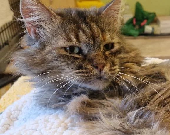 Babulka, Mixed Breed (LuckyCats)