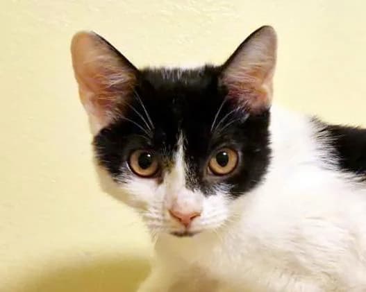 Bělinka, female Mixed Breed for adoption at LuckyCats