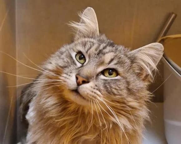 Betynek, male 5yo Mixed Breed for adoption at LuckyCats