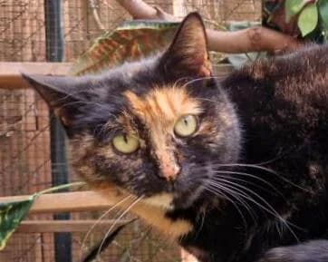 Bibi, female Mixed Breed for adoption at LuckyCats