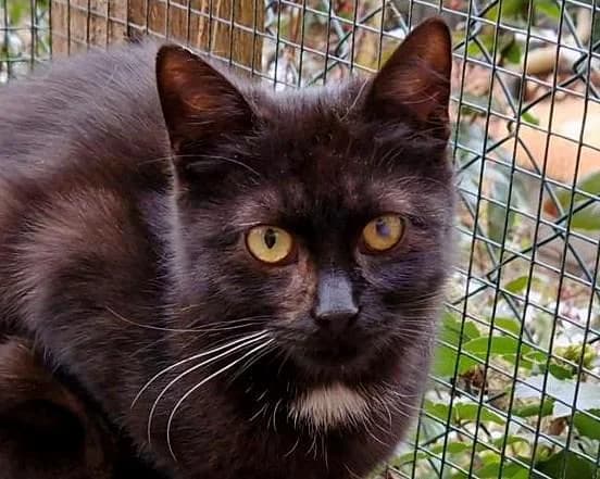 Bleška, female puppy Mixed Breed for adoption at LuckyCats