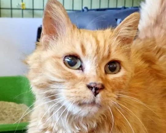 Blondie, female senior Mixed Breed for adoption at LuckyCats