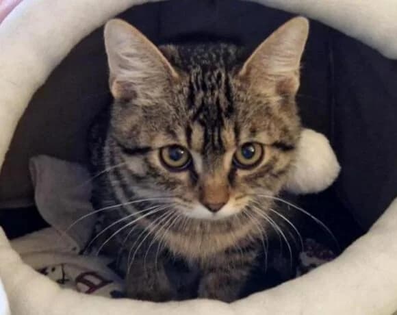 Bobinka, female puppy Mixed Breed for adoption at LuckyCats