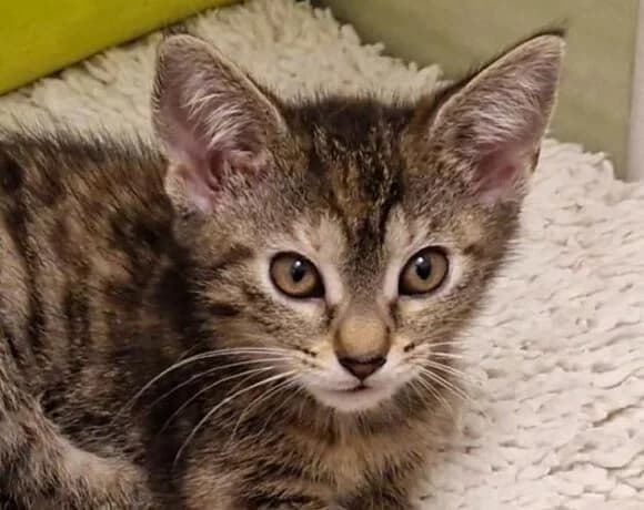 Chňapka, Mixed Breed (LuckyCats)